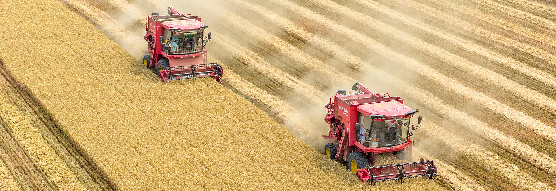 今年我國夏糧實現(xiàn)穩(wěn)產(chǎn)豐收